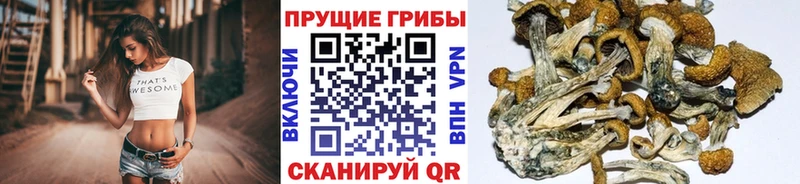 Псилоцибиновые грибы прущие грибы  Верхний Тагил 